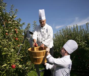 Chefs apple picking for the Apple Event at Crossroads Culinary Center (C3) in Ellicott Complex on North Campus