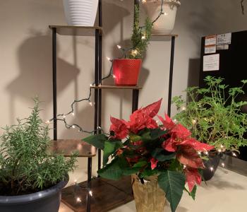 Holiday Decor